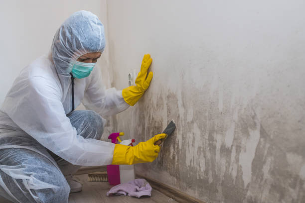 Best Mold Testing and Inspection Services in Centreville, VA