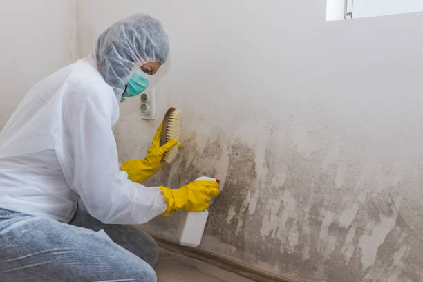 Trusted Centreville, VA Mold Remediation Experts