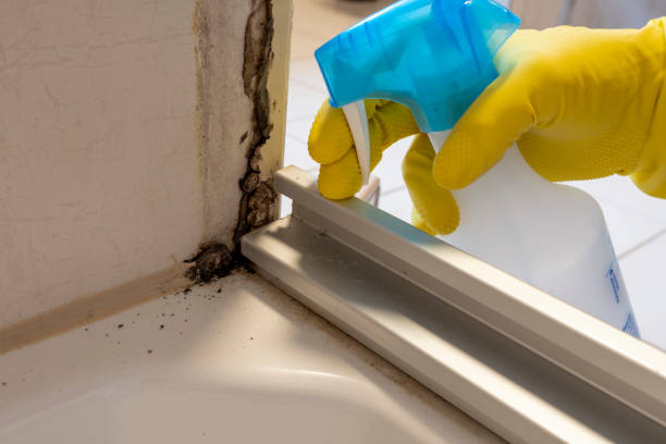 Best HVAC Mold Remediation in Centreville, VA