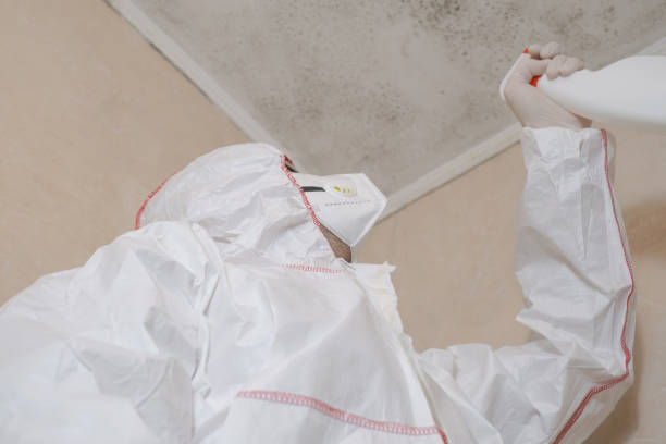 Reliable Centreville, VA Mold Remediation Solutions