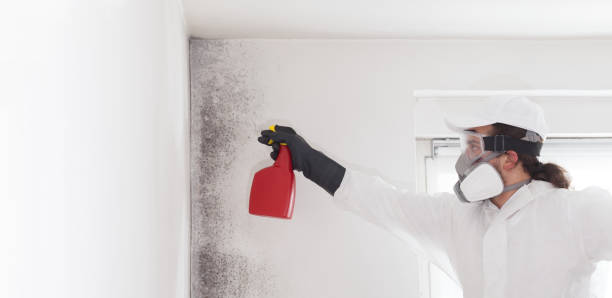Best Insurance-Related Mold Remediation in Centreville, VA