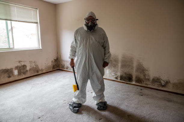 Best DIY Mold Remediation Support Services in Centreville, VA