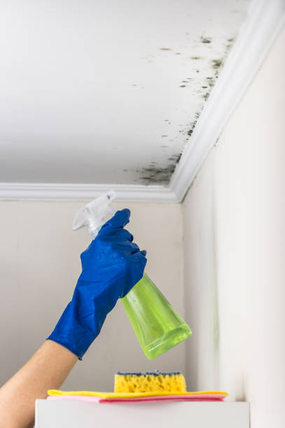 Best Crawl Space Mold Remediation in Centreville, VA