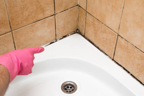 Best Attic Mold Remediation in Centreville, VA